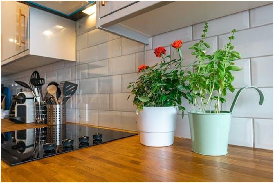 A kitchen counter with plants on it